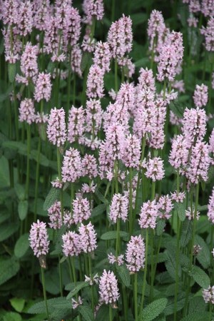 ЧИСТЕЦЬ Моньє Rosea